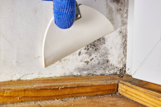 Asbestos and Lead Testing During Mold Inspection in Roan Mountain, TN